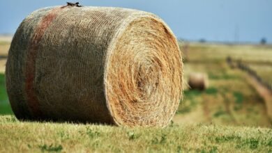 fusion node expansion strategy